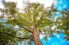 Mulching Services in Scappoose, OR