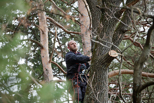 How Our Tree Care Process Works  in  Scappoose, OR